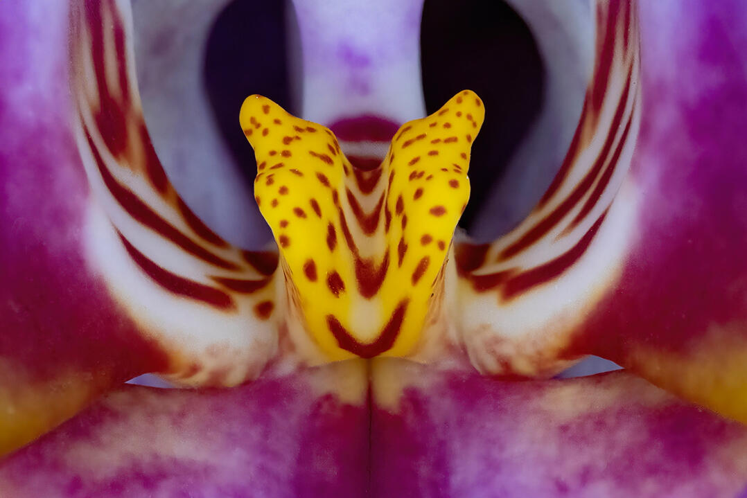 A case up of the interior of an Orchid Flower